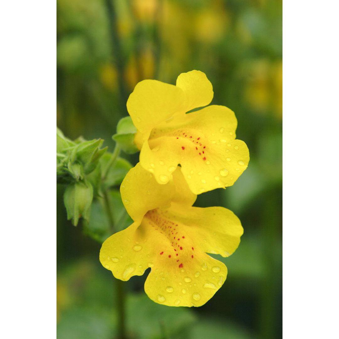 Leinwandbild Gelbes Affenblumen-Paar