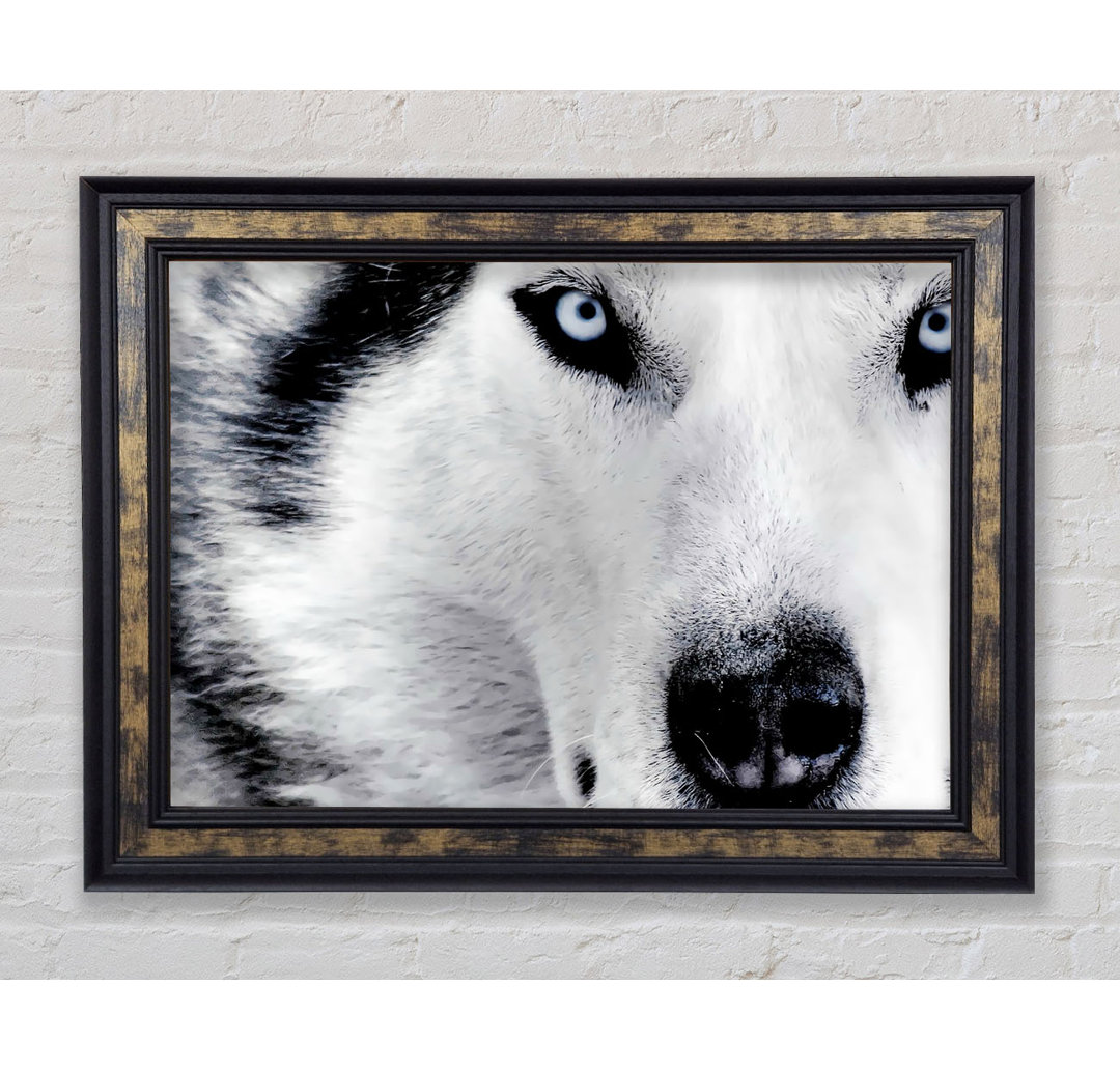 Siberian Husky Eyes - Einzelner Bilderrahmen Kunstdrucke