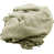 Oyster Shell