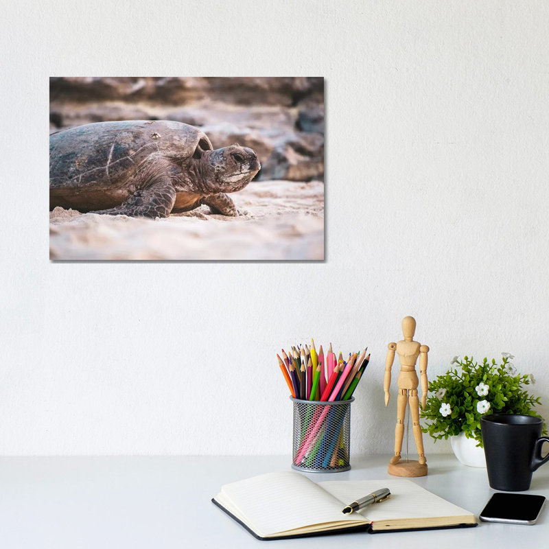 Beach Turtle Nature Close-Up by James Vodicka - Wrapped Canvas Gallery-Wrapped Canvas Giclée, 20.32cm H x 30.48cm W