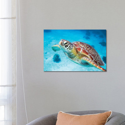 Green Turtle I by Matteo Colombo - Wrapped Canvas Gallery-Wrapped Canvas Giclée