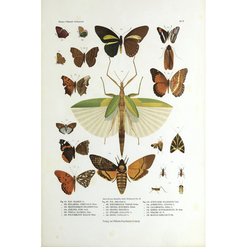 Winged Nature I - Wrapped Canvas Print, 30cm H x 20cm W x 3.8cm D