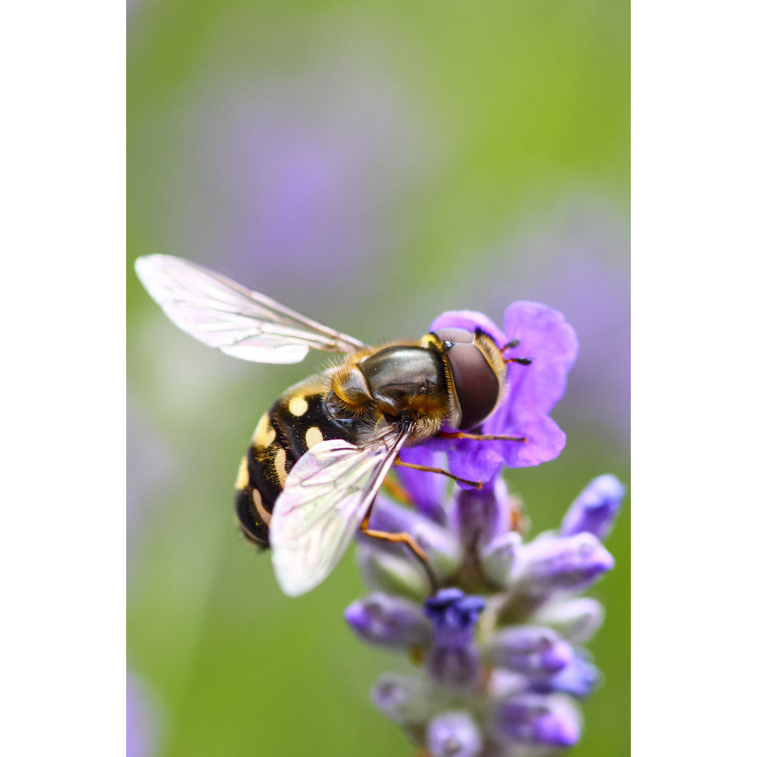 Hoverfly von Andrew Gardner - Kunstdrucke auf Leinwand