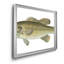 Large Bass Mouthed Black Bass - reproduction d'art sur toile encadrée-784726675-784726676