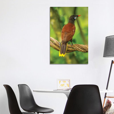 Costa Rica, Sarapiqui River Valley. Montezuma Oropendola Bird On Vine. by Jaynes Gallery - Wrapped Canvas Print