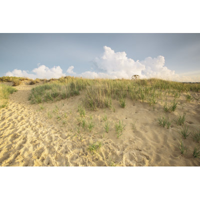 First Landing Dunes IV - Photograph