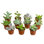 9 Piece Costa Farms Live Succulent Low Maintenance Plant in Plastic Nursery Pot