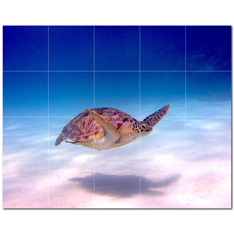 Tortue photo 12 x 12