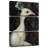 Brampt White Peacock-108660991