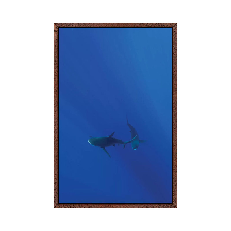 Hawaiian Shark VIII by Bethany Young - Print on Canvas, Classic Brown Wood Framed, 66.04cm H x 45.72cm W x 3.81cm D