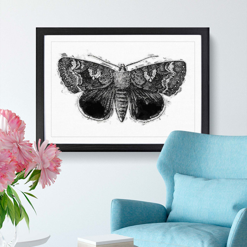 Epione Underwing Moth by S.F. Denton - Picture Frame Painting Print on MDF, 36cm H x 48cm W x 2cm D, Black Framed