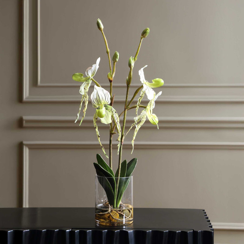 Sabot de Vénus en vase de verre