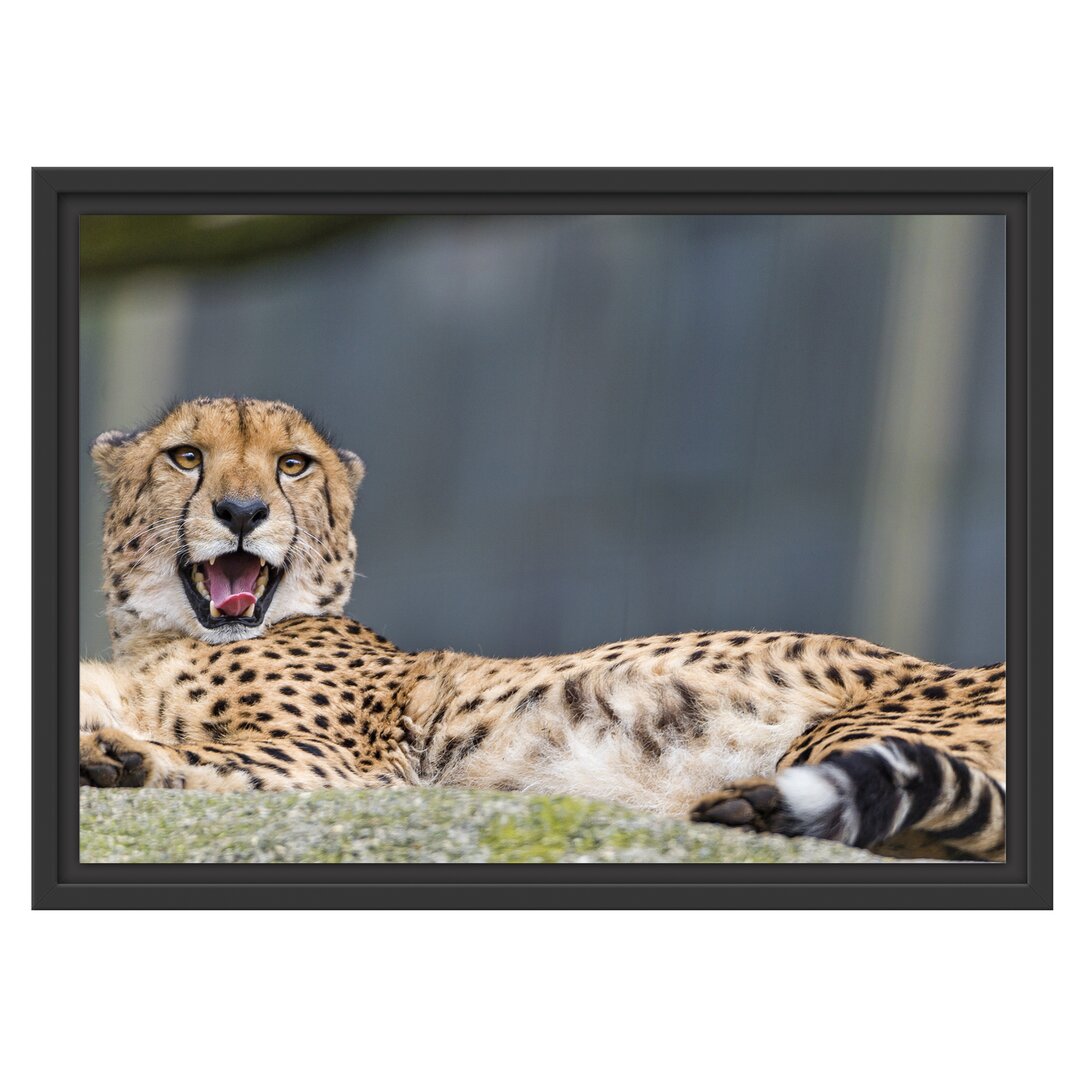 Gerahmtes Wandbild schlafender Gepard