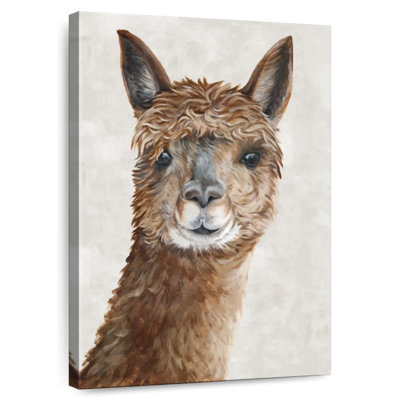 Brampt Suri Alpaca II