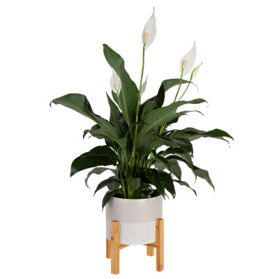 Costa Farms Indoor Peace Lily Spathiphyllum House Plant in 6-inch DÃ©cor Pot with Stand -  CO.PE06.4D.2TMCM.CRM