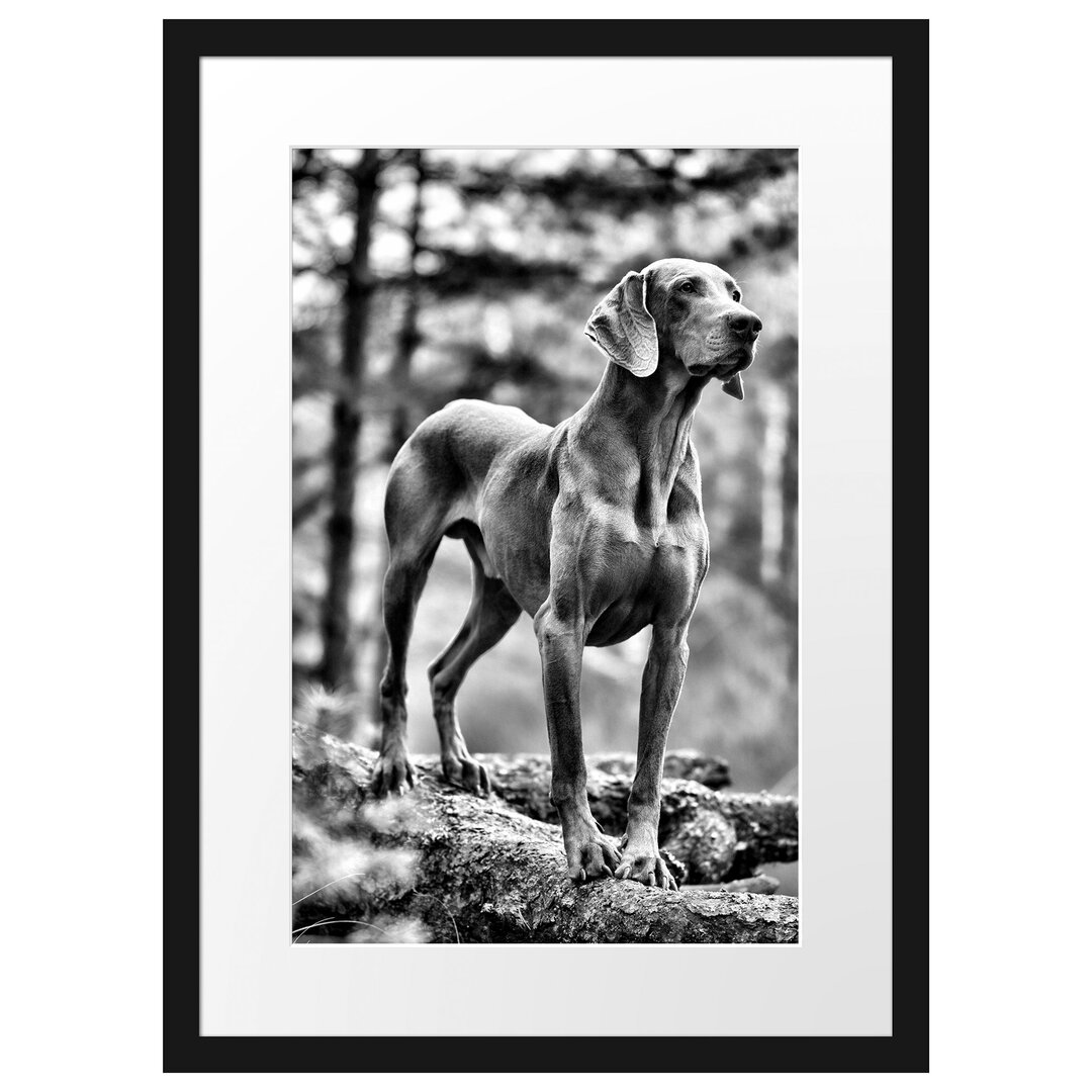 Gerahmtes Poster Edler Weimaraner im Wald