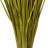 24-30" Basil Whip Grass, 8 oz Bundle, Dried