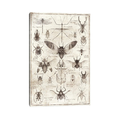 " Insects B/W " by Mike Koubou