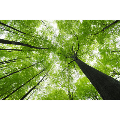 Lush Green Beech Tree - Wrapped Canvas Print
