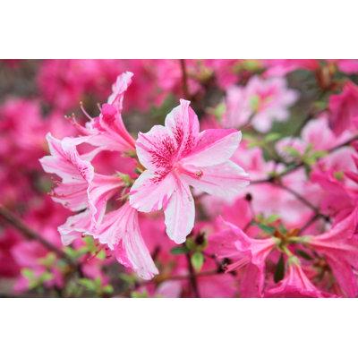" Blooming Azalea "
