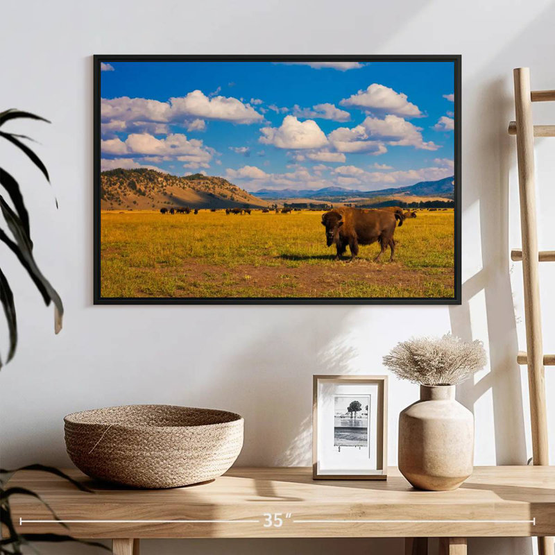 Bison dans le parc national, 25 po x 17 po, Cadre flottant noir