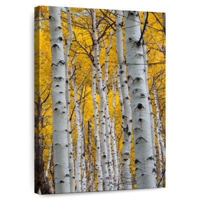 Alvord Aspen Forest Trunks