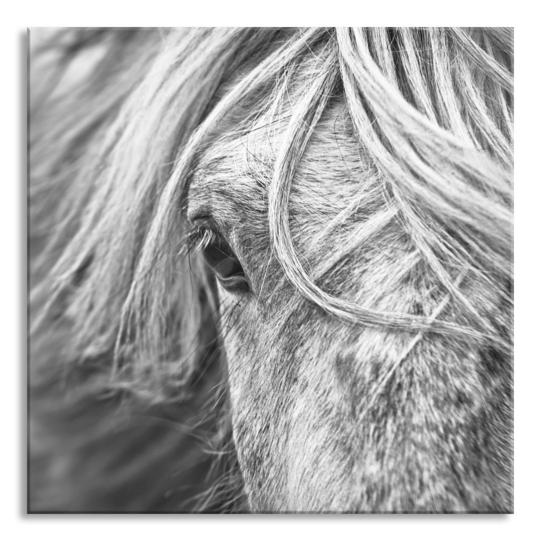 Glasbild Islandpony in den Westfjorden