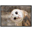 «Bird Bird Curious Owl Look» (Tyto Albahead), tête en gros plan sur toile-119598471-93629227-93629226