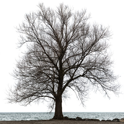 Maple Tree Isolated on White 1 Piece Wrapped Canvas Wall Art