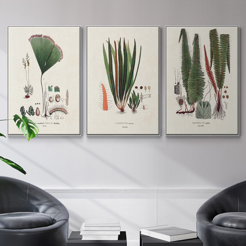 Botanical Society Ferns IV, reproduction encadrée sur toile 3 pièces, Blanc, H 24 po x l 48 po x P 2 po