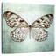 Papillon français VI-109221738