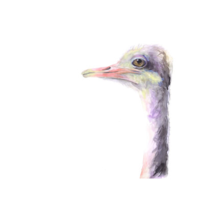 Autruche, aquarelle