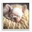 «Tiny Puppy Sleeping» par Roozbeh, reproduction de photo sur toile-97318635-97318631