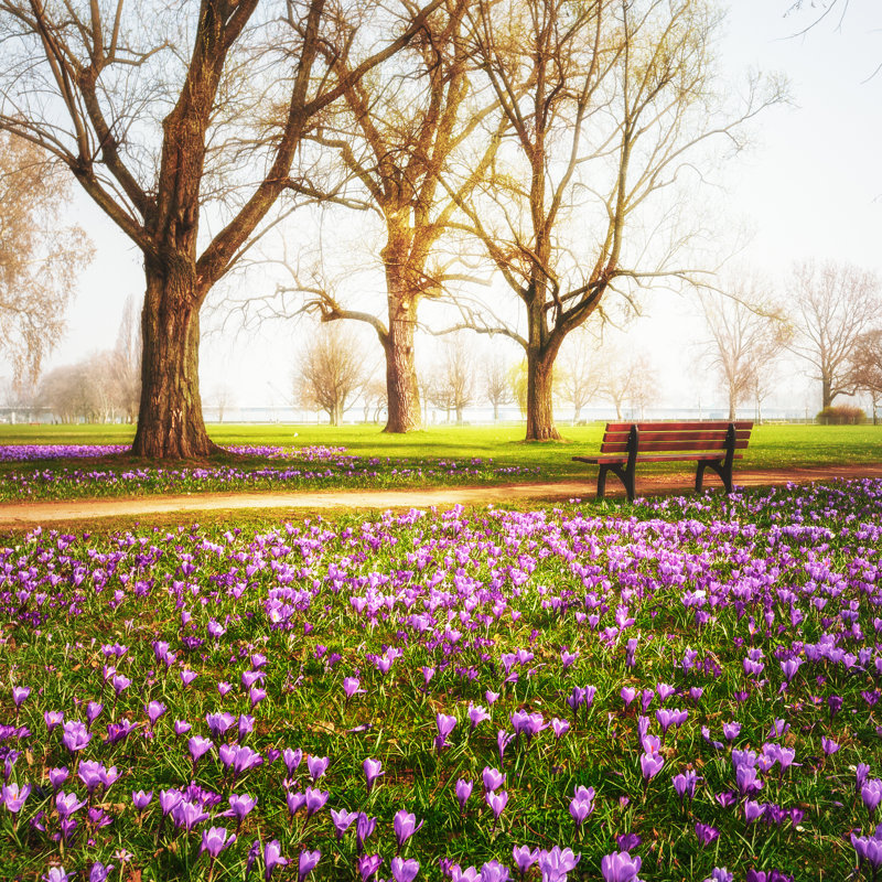 «Spring Crocuses on Canvas» par Firina, photographie, H 12 po x l 12 po x P 1,25 po