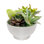 Succulent in Planter