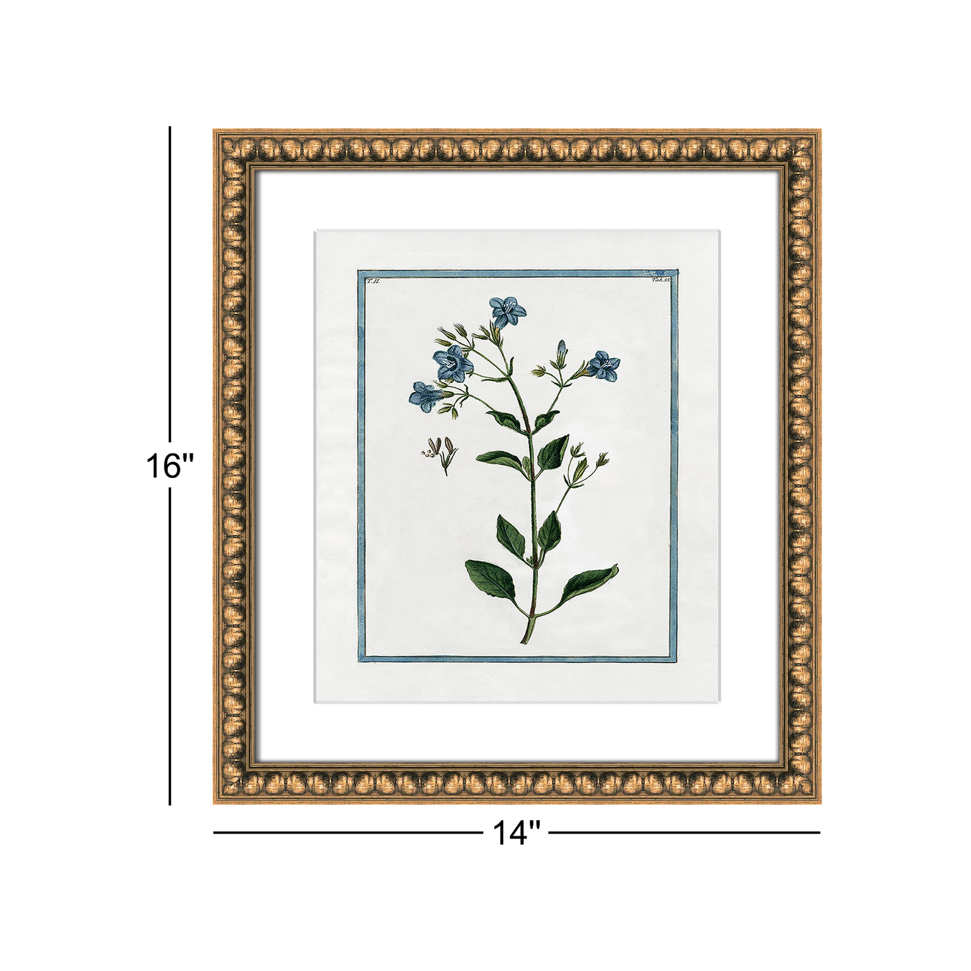 Shabby Elegance Botanical II - Framed Art, Gold Bead Framed, 14" W x 16" H