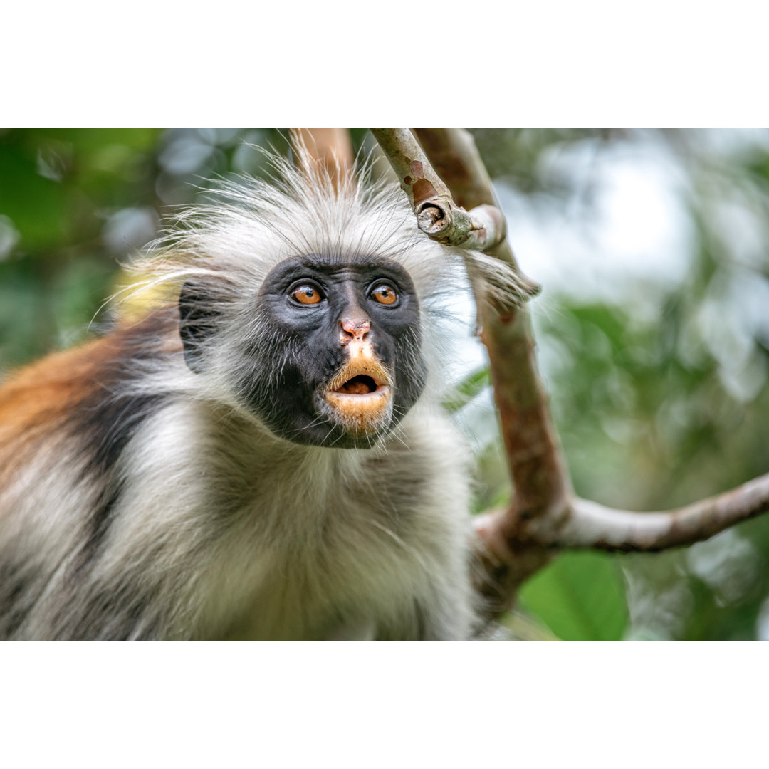 Roter Colobus-Affe von Golero - Kunstdrucke auf Leinwand