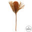 Tige de Banksia
