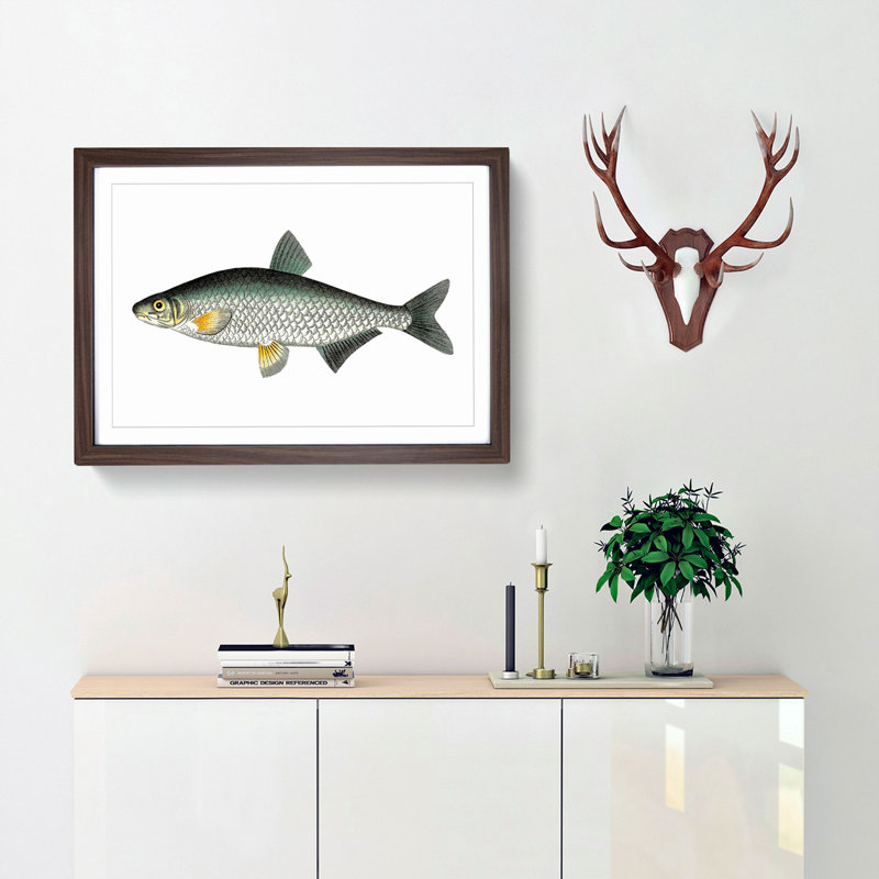 Vimba Carp Fish by George Shaw - Framed Print, 27cm H x 36cm W x 2cm D, Walnut Framed
