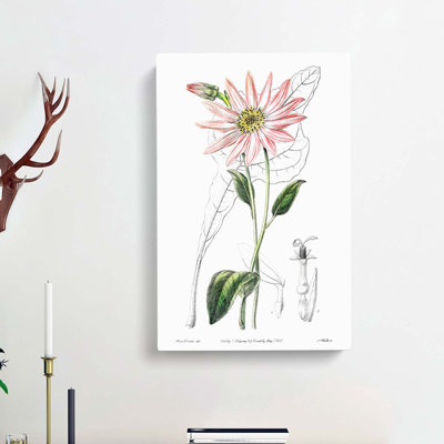 Pink Coneflowers - Wrapped Canvas