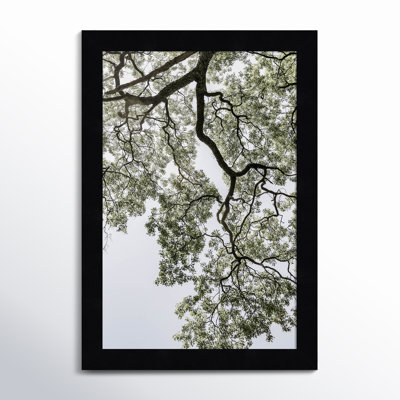 Pleasantville "Coastal Forest" Print