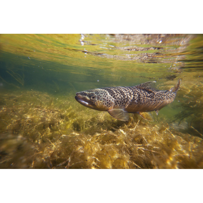 Brown Trout In Stream - Wrapped Canvas Print, 30cm H x 46cm W