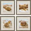 «Beachy Shells», art encadré