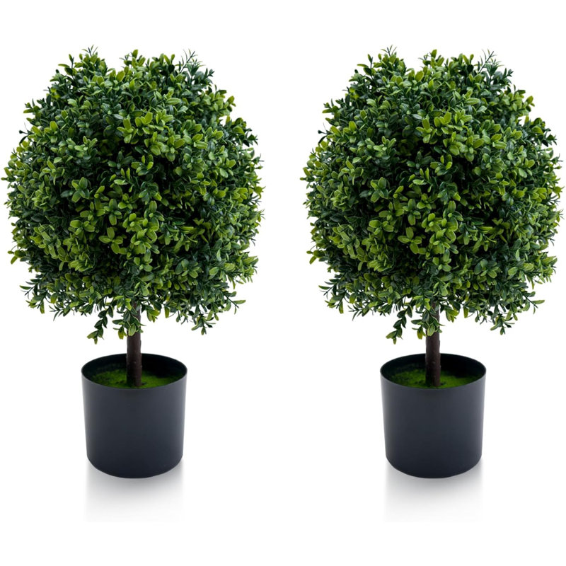 50cm Plant