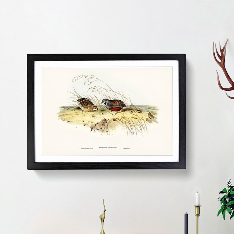 Chinese Quail by Elizabeth Gould - Picture Frame Painting Print, 27cm H x 36cm W x 2cm D, Black Framed