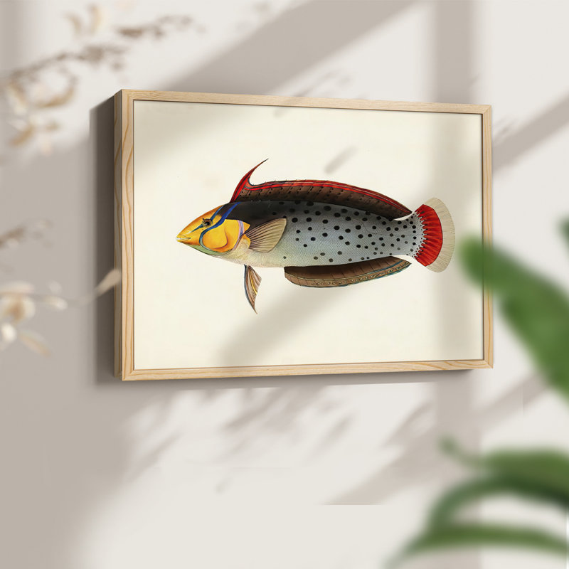 Collection de poissons tropicaux IV - reproduction encadrée - réarmable, Naturel, H 22 po x l 28 po
