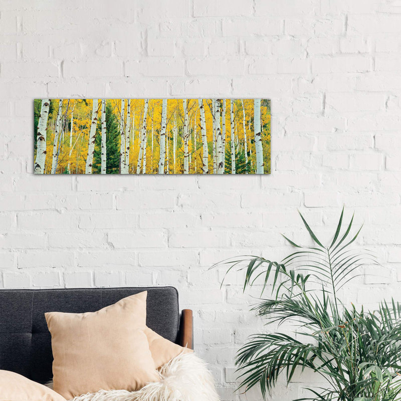 Aspen Grove, Granite Canyon Trail, Grand Teton National Park, Jackson Hole Valley, Teton County, Wyoming, USA - Wrapped Canvas Panoramic Print