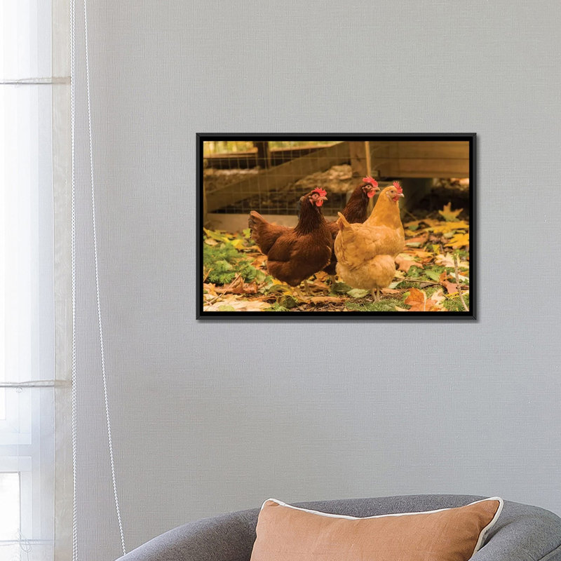 «Issaquah, Buff Orpington and Rhode Island Red Chickens» par Janet Horton - reproduction, H 18 po x l 26 po x P 1,5 po