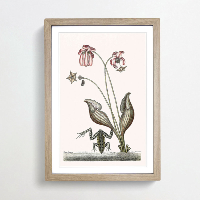Water Frog by Mark Catesby - Picture Frame Art Print, Oak, 76cm H x 50cm W x 2cm D