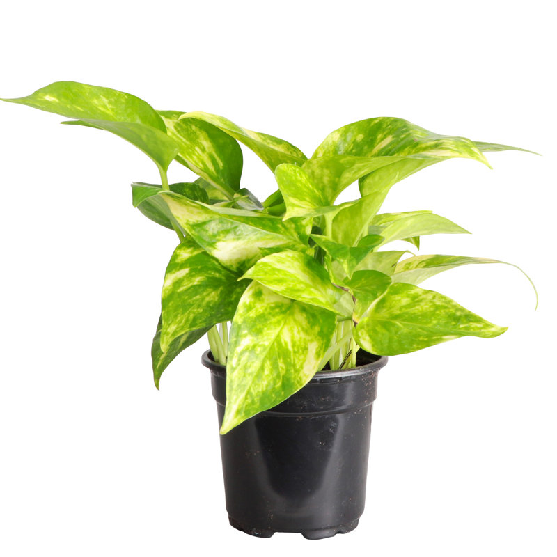 Live Golden Pothos Plant, 6"" H X 4"" W X 4"" D